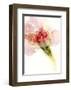 Flower Passion II-Jennifer Goldberger-Framed Art Print