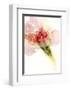 Flower Passion II-Jennifer Goldberger-Framed Art Print