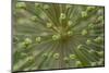 Flower pattern, Schreiner Iris Gardens, Salem, Oregon-Adam Jones-Mounted Photographic Print