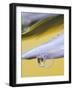 Flower Petal with Drop and Reflection-Nancy Rotenberg-Framed Photographic Print