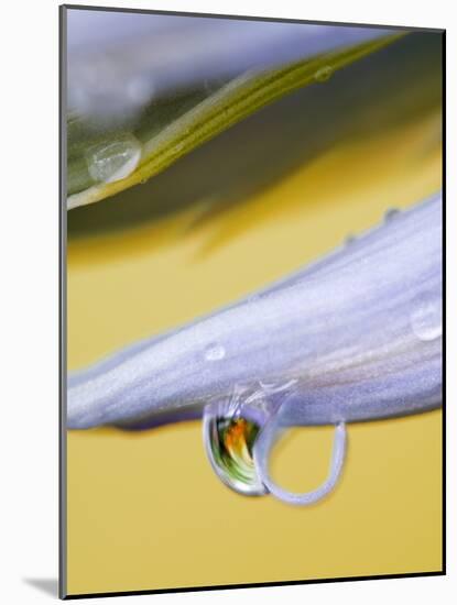 Flower Petal with Drop and Reflection-Nancy Rotenberg-Mounted Photographic Print