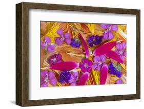 Flower petals arrangement, Marion County, Illinois.-Richard & Susan Day-Framed Photographic Print