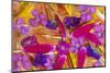 Flower petals arrangement, Marion County, Illinois.-Richard & Susan Day-Mounted Photographic Print