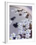 Flower Petals in Hotel Lobby, Goa, India, Asia-Stuart Black-Framed Photographic Print