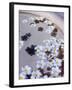 Flower Petals in Hotel Lobby, Goa, India, Asia-Stuart Black-Framed Photographic Print