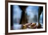 Flower petals on a counter top with Lady Bird Johnson Quote-null-Framed Photographic Print