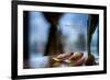 Flower petals on a counter top with Lady Bird Johnson Quote-null-Framed Photo