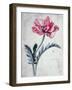 Flower Pieces, Oriental Poppy-Marie-Anne-Framed Giclee Print