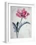 Flower Pieces, Oriental Poppy-Marie-Anne-Framed Giclee Print