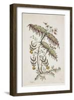 Flower Plate. Chinoiserie-Jean Baptiste Pillement-Framed Giclee Print