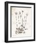 Flower Plate I-Gwendolyn Babbitt-Framed Art Print