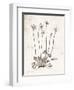 Flower Plate I-Gwendolyn Babbitt-Framed Art Print