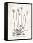 Flower Plate I-Gwendolyn Babbitt-Framed Stretched Canvas