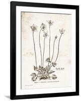 Flower Plate I-Gwendolyn Babbitt-Framed Art Print