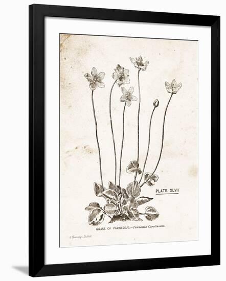 Flower Plate I-Gwendolyn Babbitt-Framed Art Print