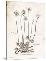 Flower Plate I-Gwendolyn Babbitt-Stretched Canvas