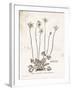Flower Plate I-Gwendolyn Babbitt-Framed Art Print
