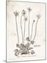 Flower Plate I-Gwendolyn Babbitt-Mounted Art Print
