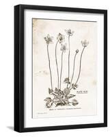 Flower Plate I-Gwendolyn Babbitt-Framed Art Print