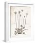 Flower Plate I-Gwendolyn Babbitt-Framed Art Print