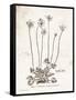 Flower Plate I-Gwendolyn Babbitt-Framed Stretched Canvas