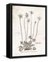 Flower Plate I-Gwendolyn Babbitt-Framed Stretched Canvas