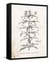 Flower Plate II-Gwendolyn Babbitt-Framed Stretched Canvas