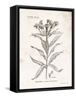 Flower Plate III-Gwendolyn Babbitt-Framed Stretched Canvas