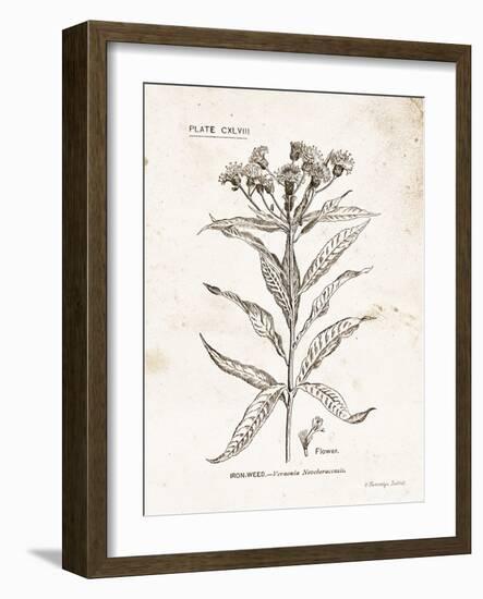 Flower Plate III-Gwendolyn Babbitt-Framed Art Print