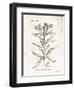 Flower Plate III-Gwendolyn Babbitt-Framed Art Print