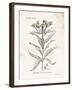 Flower Plate III-Gwendolyn Babbitt-Framed Art Print