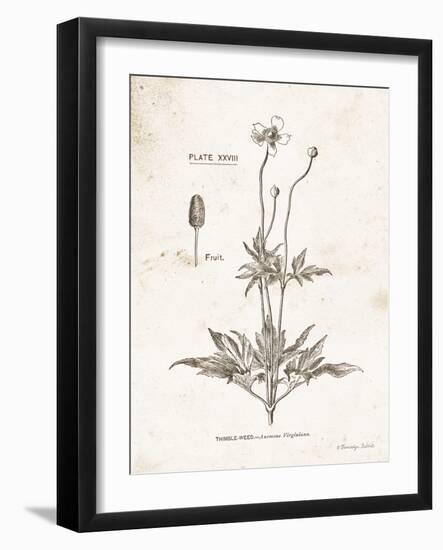 Flower Plate IV-Gwendolyn Babbitt-Framed Art Print