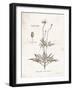 Flower Plate IV-Gwendolyn Babbitt-Framed Art Print