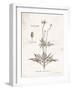 Flower Plate IV-Gwendolyn Babbitt-Framed Art Print