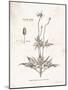 Flower Plate IV-Gwendolyn Babbitt-Mounted Art Print