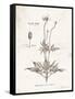 Flower Plate IV-Gwendolyn Babbitt-Framed Stretched Canvas