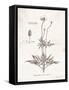 Flower Plate IV-Gwendolyn Babbitt-Framed Stretched Canvas