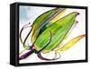 Flower Pod-Jennifer Redstreake Geary-Framed Stretched Canvas