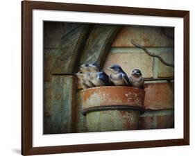 Flower Pot Swallows-Jai Johnson-Framed Giclee Print