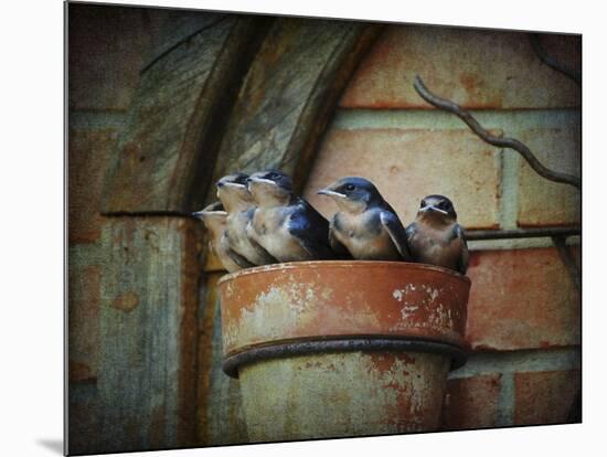 Flower Pot Swallows-Jai Johnson-Mounted Giclee Print