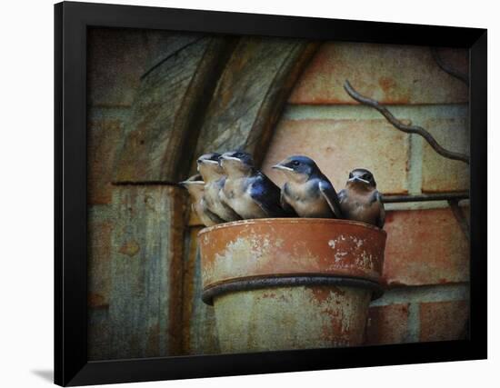 Flower Pot Swallows-Jai Johnson-Framed Giclee Print