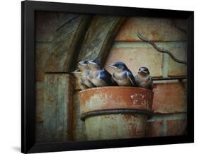 Flower Pot Swallows-Jai Johnson-Framed Giclee Print