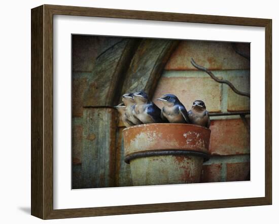 Flower Pot Swallows-Jai Johnson-Framed Giclee Print