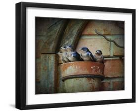 Flower Pot Swallows-Jai Johnson-Framed Giclee Print