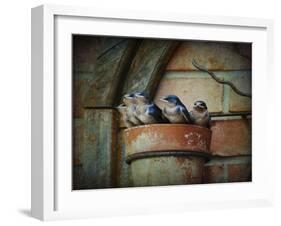 Flower Pot Swallows-Jai Johnson-Framed Giclee Print