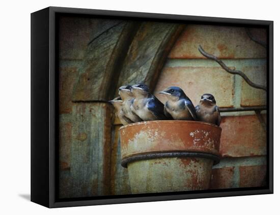 Flower Pot Swallows-Jai Johnson-Framed Stretched Canvas