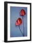 Flower Power II-null-Framed Art Print