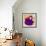 Flower Purse Red on Purple-Roderick E. Stevens-Framed Giclee Print displayed on a wall