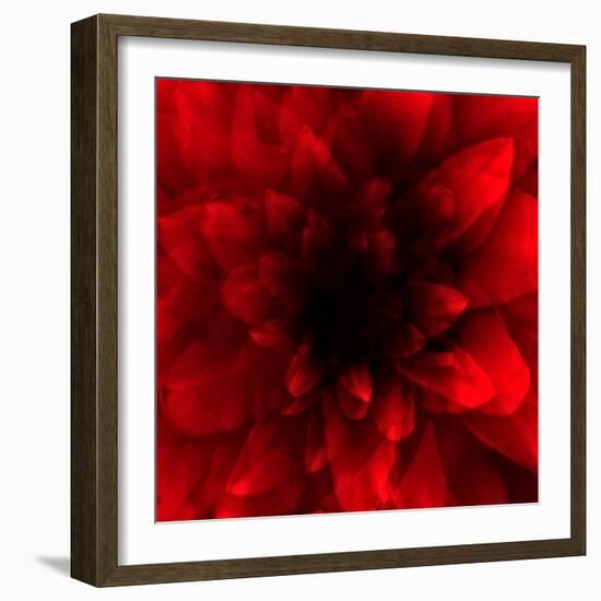 Flower Red Shade-Johan Lilja-Framed Giclee Print