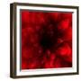 Flower Red Shade-Johan Lilja-Framed Giclee Print